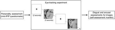 Emotional and visual responses to trypophobic images with object, animal, or human body backgrounds: an eye-tracking study